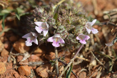 Lepidagathis cristata